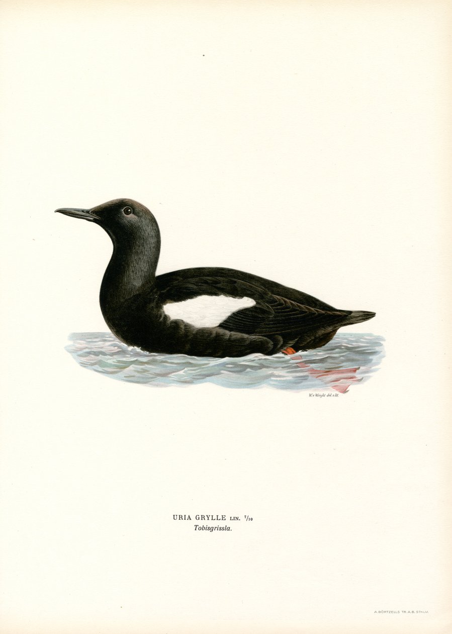 Sort lomvi (farve litho) af Magnus Ferdinand and Wilhelm von Wright