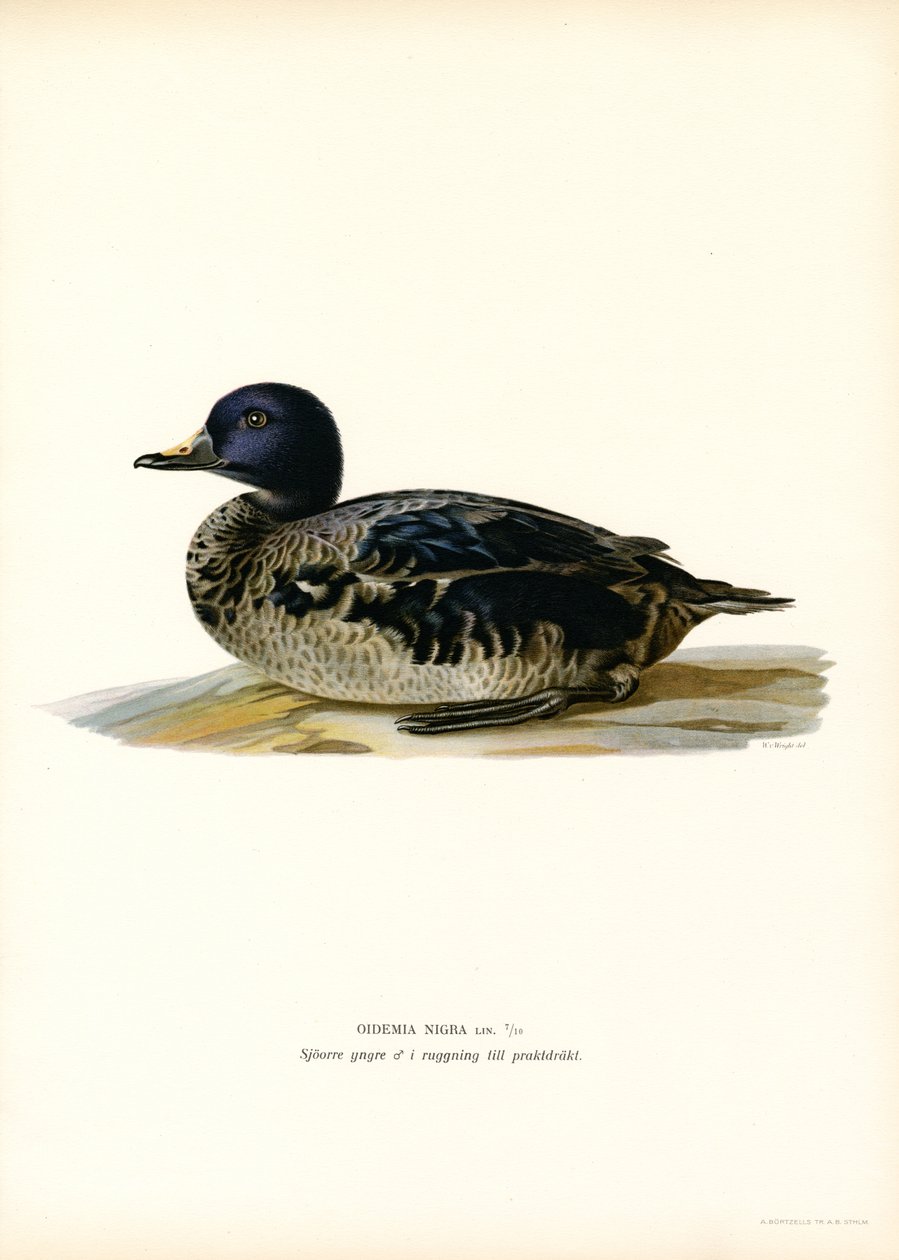 Black Scoter (farve litho) af Magnus Ferdinand and Wilhelm von Wright