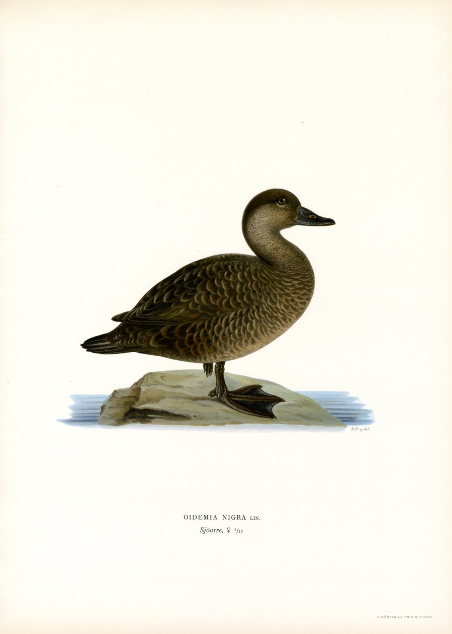 Black Scoter (farve litho) af Magnus Ferdinand and Wilhelm von Wright