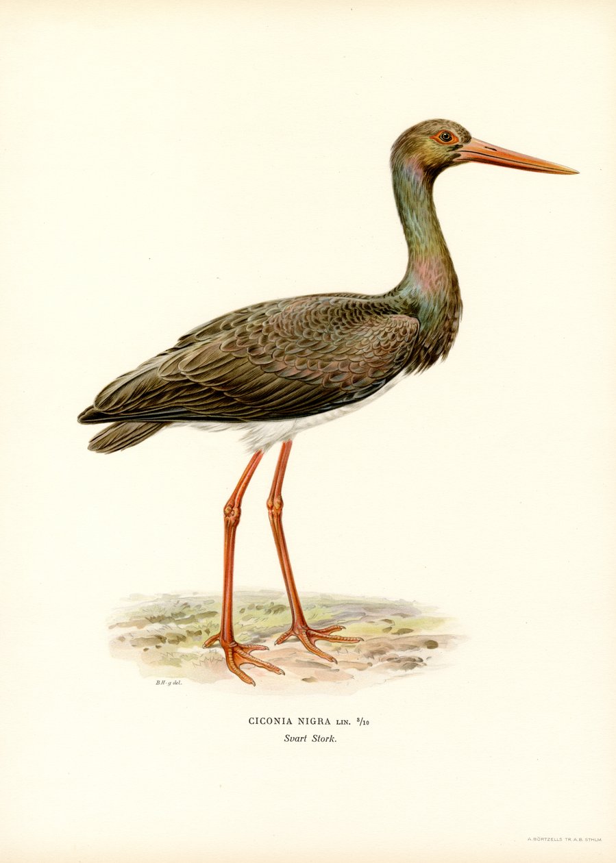 Sort stork (farve litho) af Magnus Ferdinand and Wilhelm von Wright