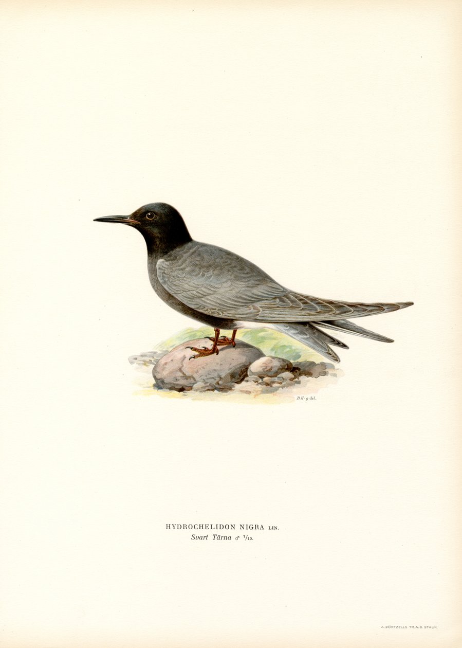 Sort tern (farve litho) af Magnus Ferdinand and Wilhelm von Wright