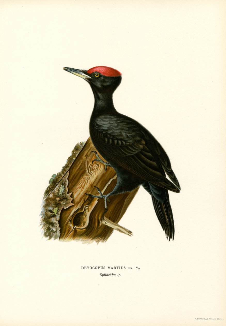 Sort spætte (farve litho) af Magnus Ferdinand and Wilhelm von Wright