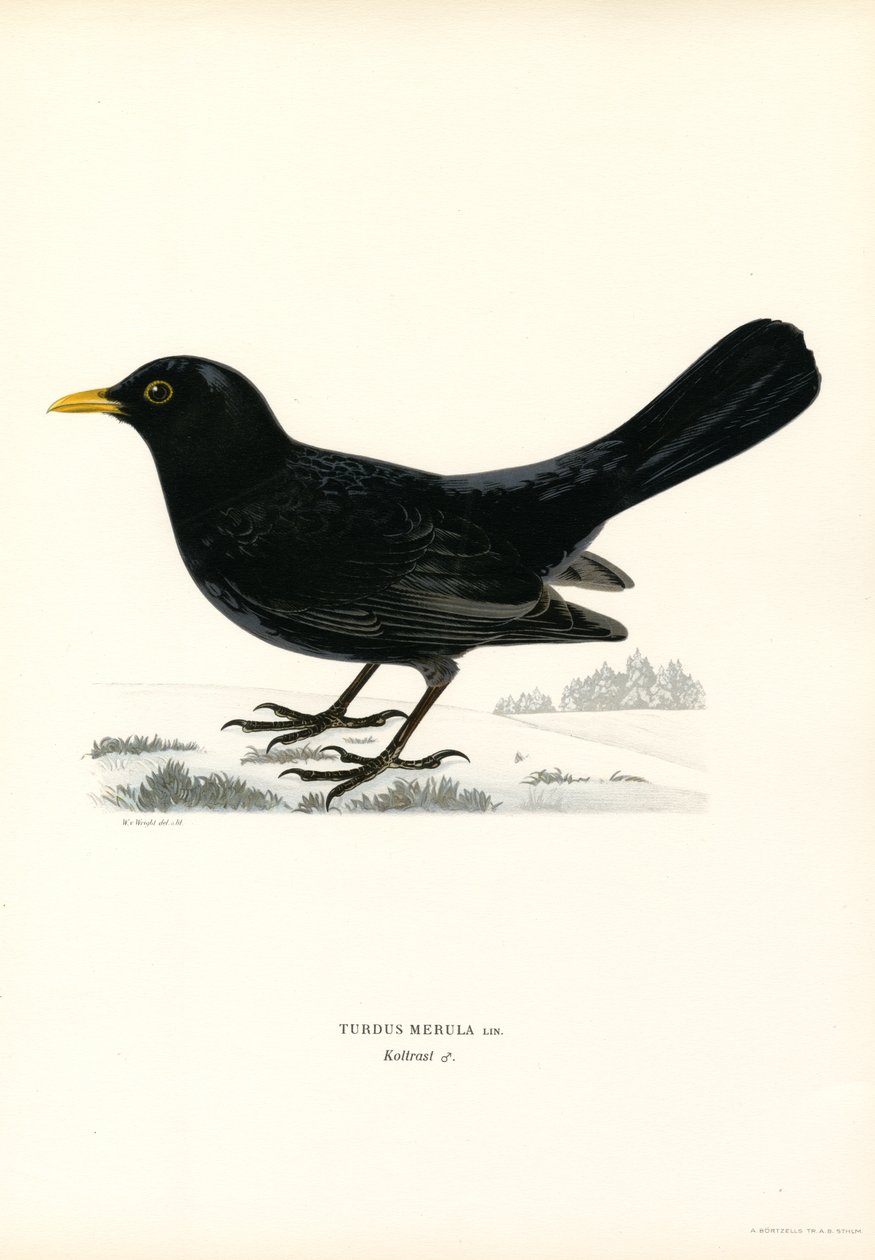 Blackbird (farve litho) af Magnus Ferdinand and Wilhelm von Wright