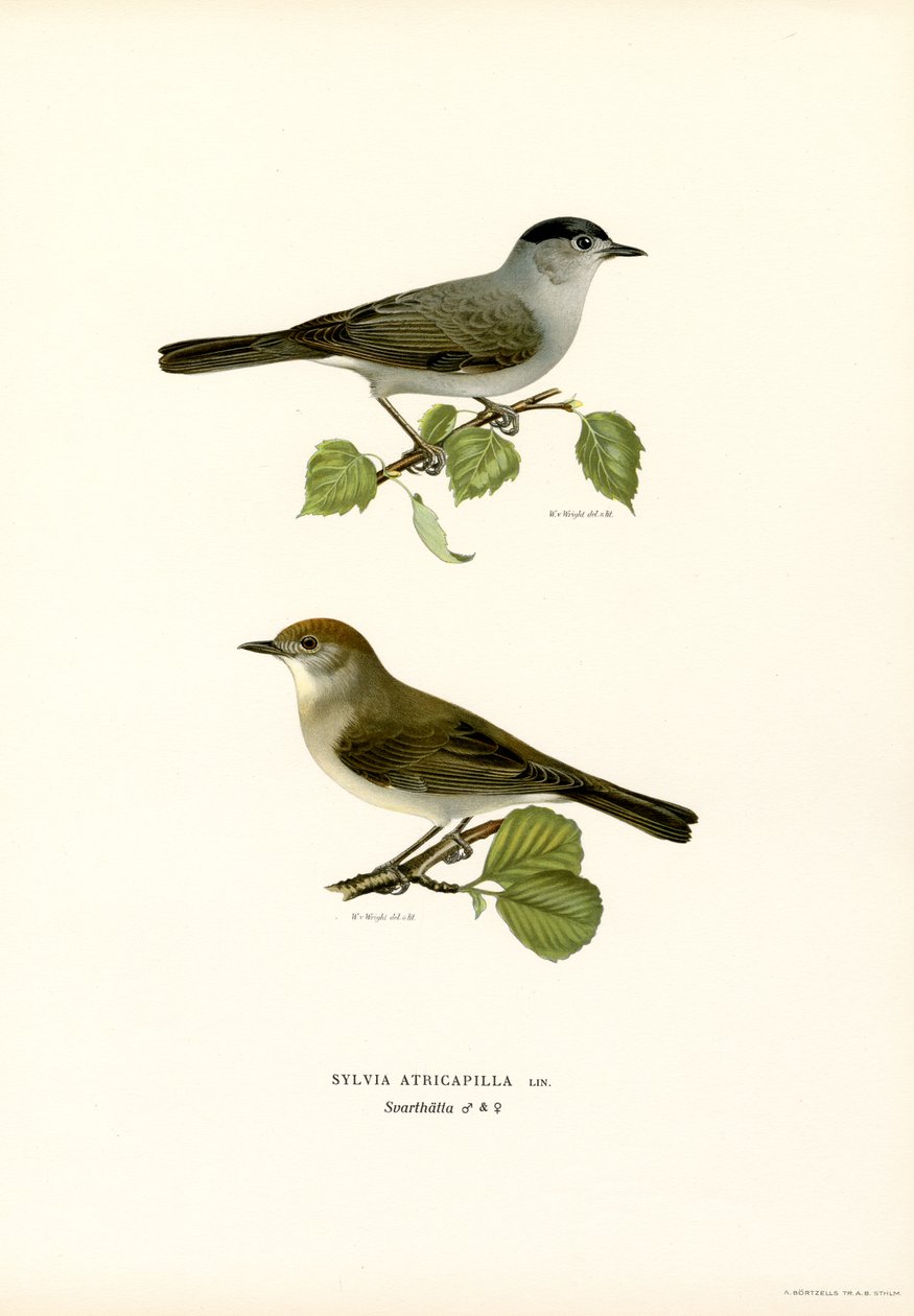 Blackcap (farve litho) af Magnus Ferdinand and Wilhelm von Wright