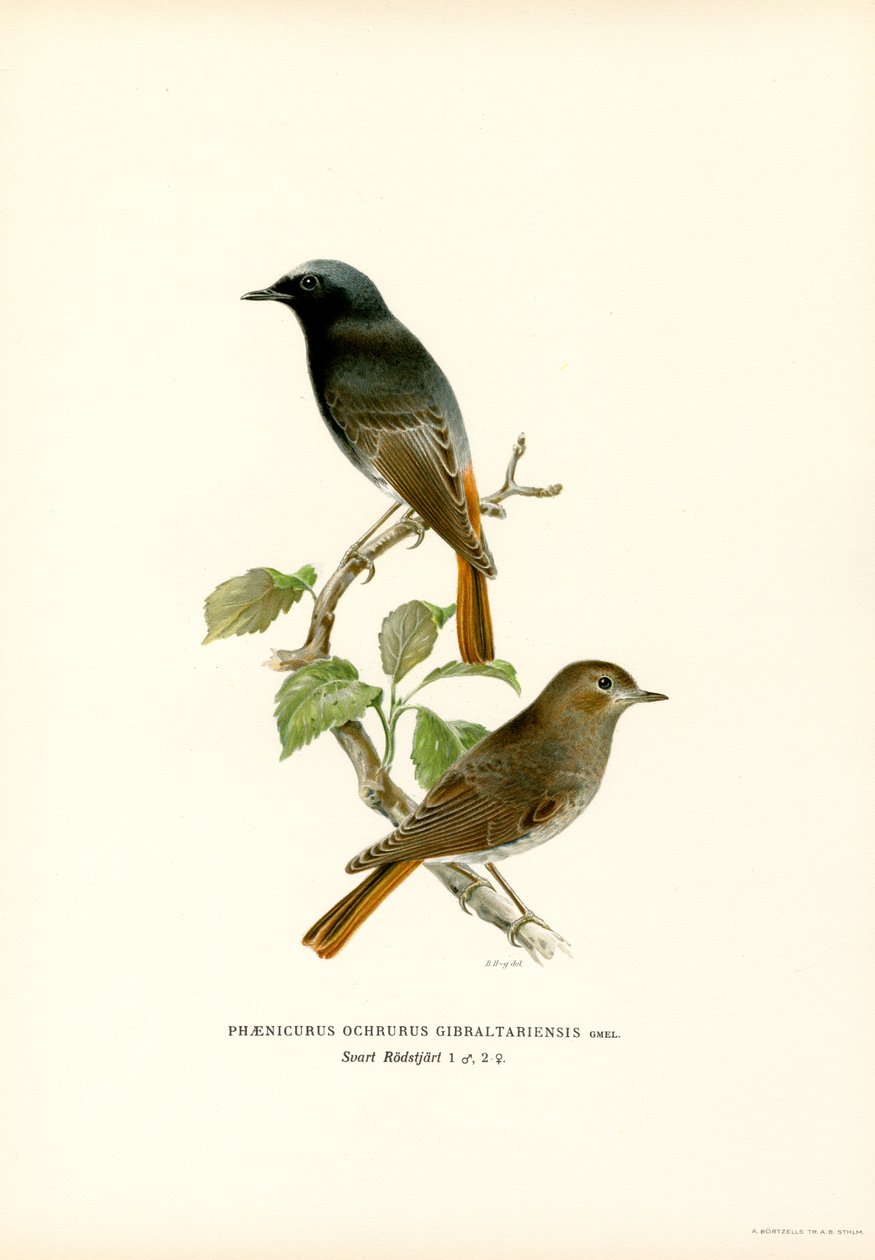 Blackstart (farve litho) af Magnus Ferdinand and Wilhelm von Wright