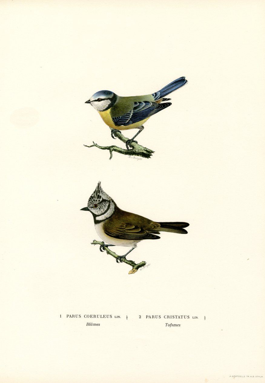 Blåmejse (farve litho) af Magnus Ferdinand and Wilhelm von Wright