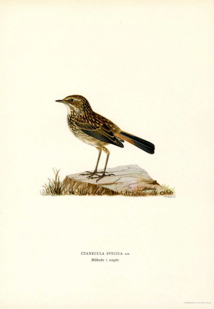 Blåhals (farve litho) af Magnus Ferdinand and Wilhelm von Wright