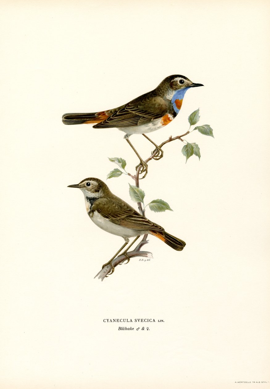 Blåhals (farve litho) af Magnus Ferdinand and Wilhelm von Wright