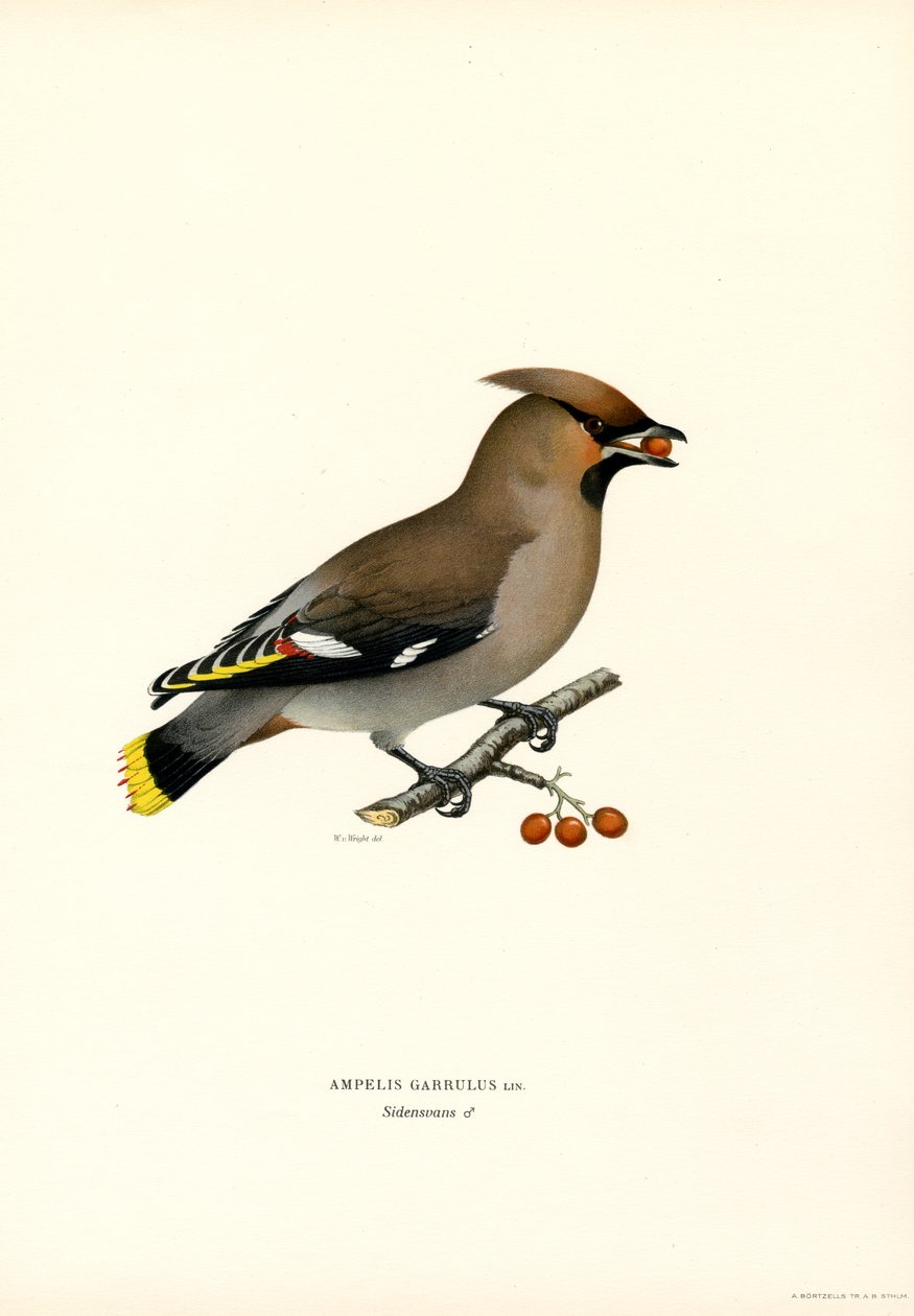 Bohemian Waxwing (farvemedlemmer) af Magnus Ferdinand and Wilhelm von Wright