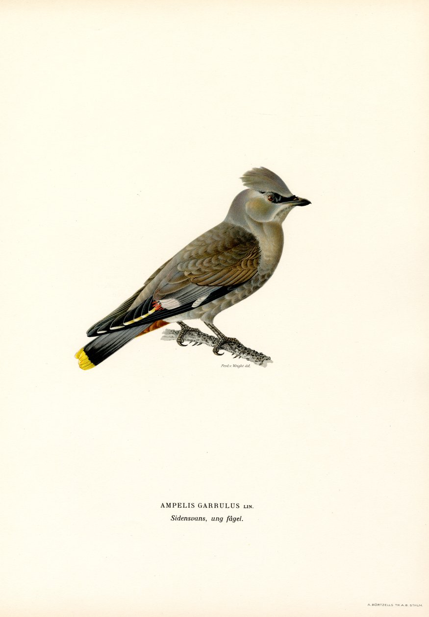 Bohemian Waxwing (farvedele) af Magnus Ferdinand and Wilhelm von Wright