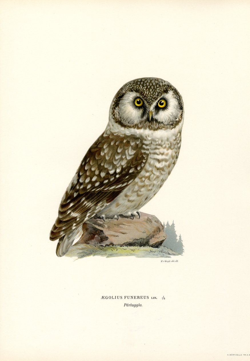 Boreal ugle (farve litho) af Magnus Ferdinand and Wilhelm von Wright