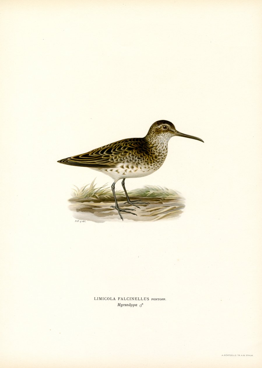Brednæbbet Sandpiper (farve litho) af Magnus Ferdinand and Wilhelm von Wright