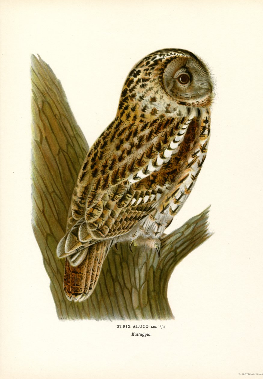 Brun ugle (farve litho) af Magnus Ferdinand and Wilhelm von Wright