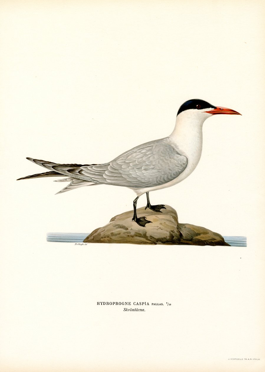 Kaspisk tern (farve litho) af Magnus Ferdinand and Wilhelm von Wright