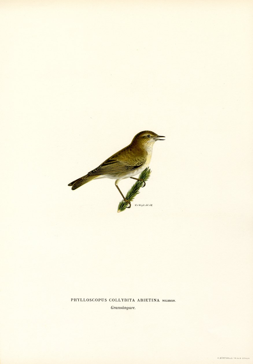 Chiffchaff (farve litho) af Magnus Ferdinand and Wilhelm von Wright