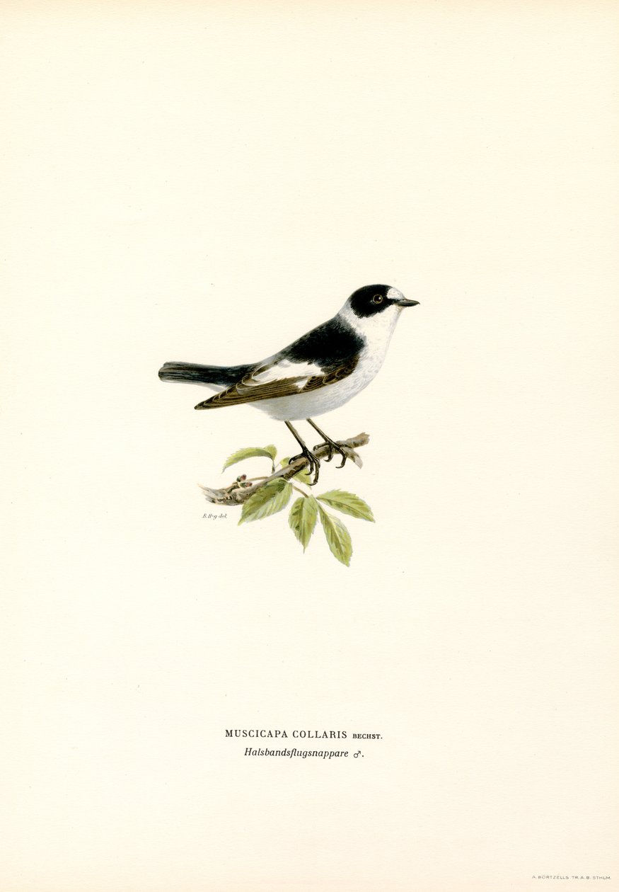 Kravefluesnapper (farve litho) af Magnus Ferdinand and Wilhelm von Wright