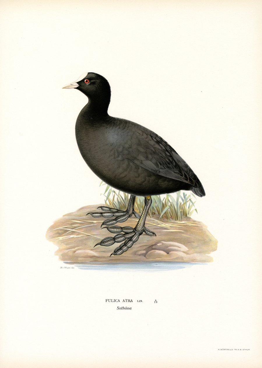 Almindelig hønsehøne (farve litho) af Magnus Ferdinand and Wilhelm von Wright