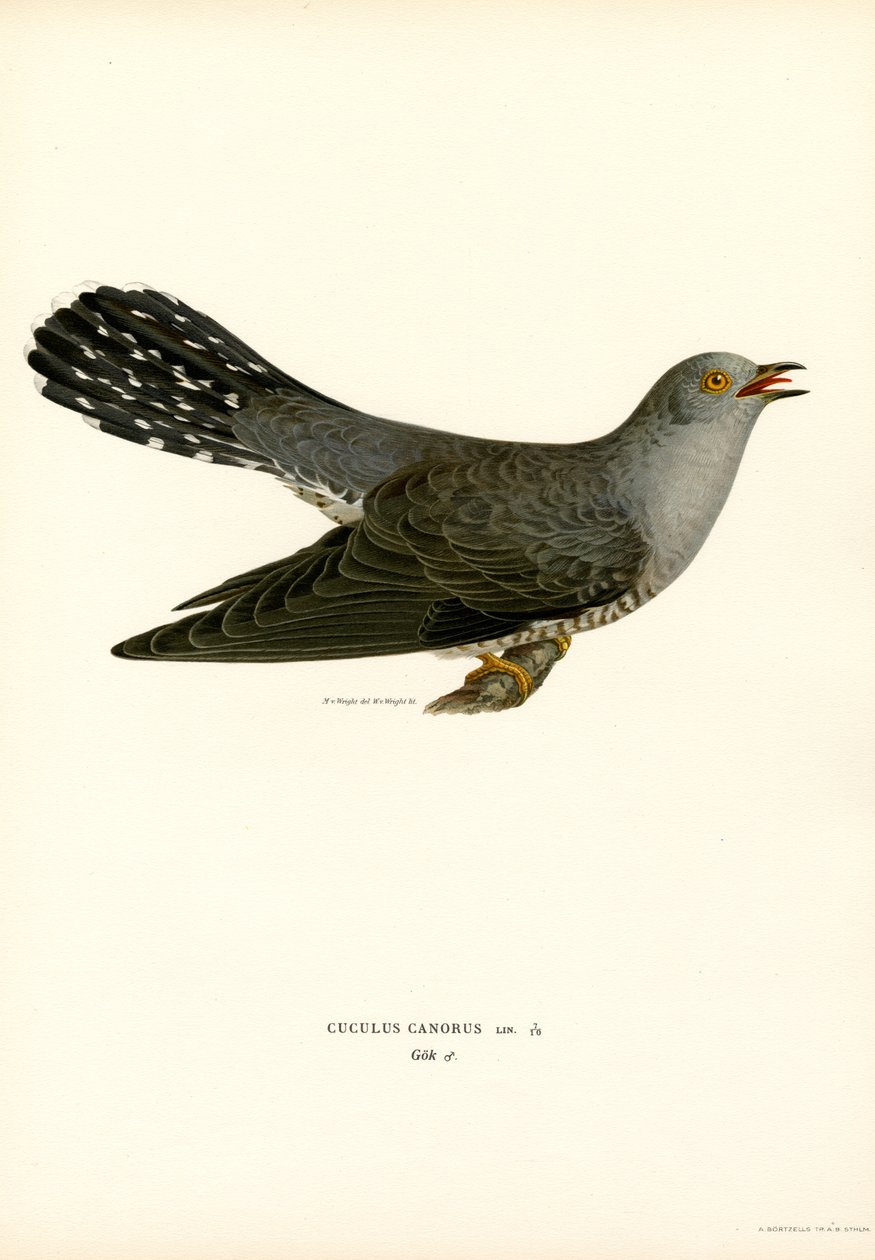 Almindelig gøg (farve litho) af Magnus Ferdinand and Wilhelm von Wright