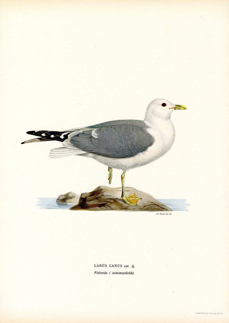Almindelig måge (farve litho) af Magnus Ferdinand and Wilhelm von Wright