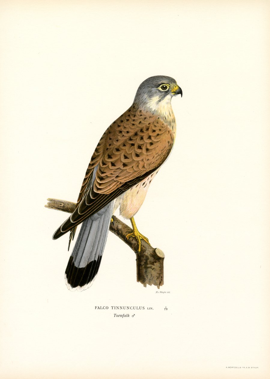Almindelig tårnfalk (farve litho) af Magnus Ferdinand and Wilhelm von Wright