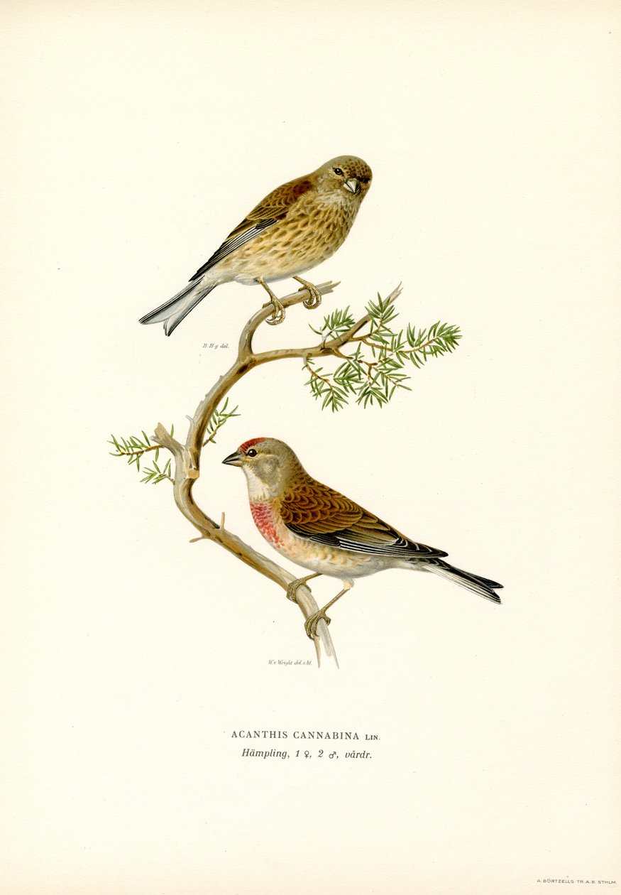 Almindelig linnet (farve litho) af Magnus Ferdinand and Wilhelm von Wright