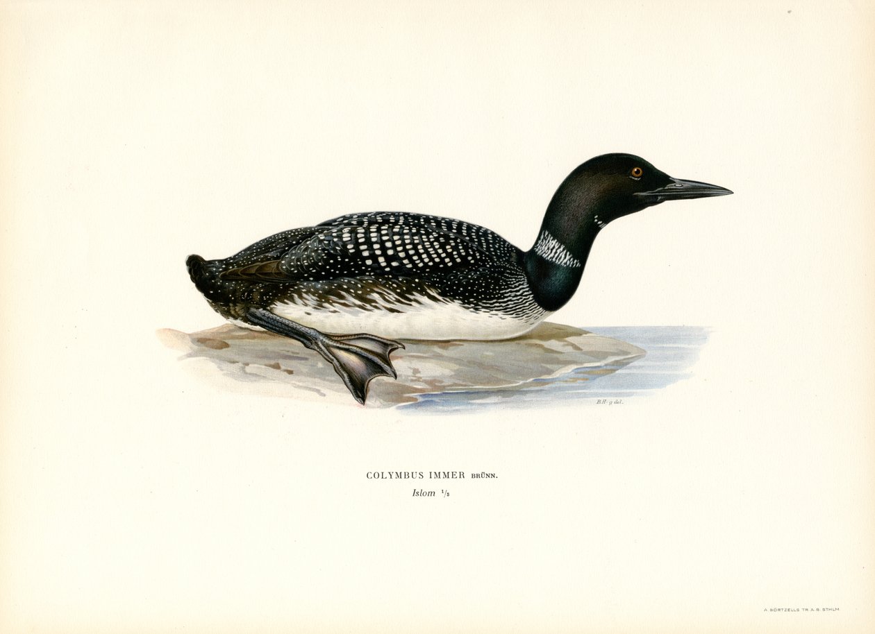 Almindelig lom (farve litho) af Magnus Ferdinand and Wilhelm von Wright