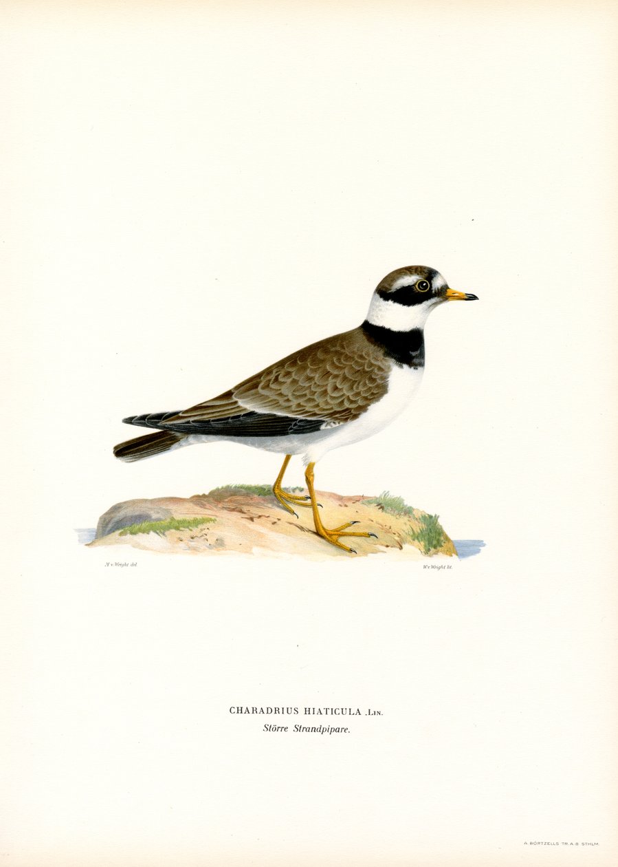 Almindelig højhøne (farve litho) af Magnus Ferdinand and Wilhelm von Wright