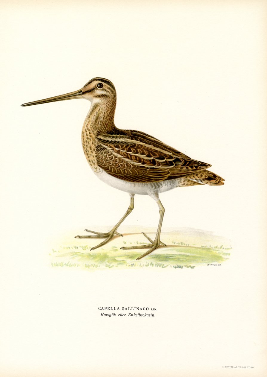 Almindelig Snipe (farve litho) af Magnus Ferdinand and Wilhelm von Wright