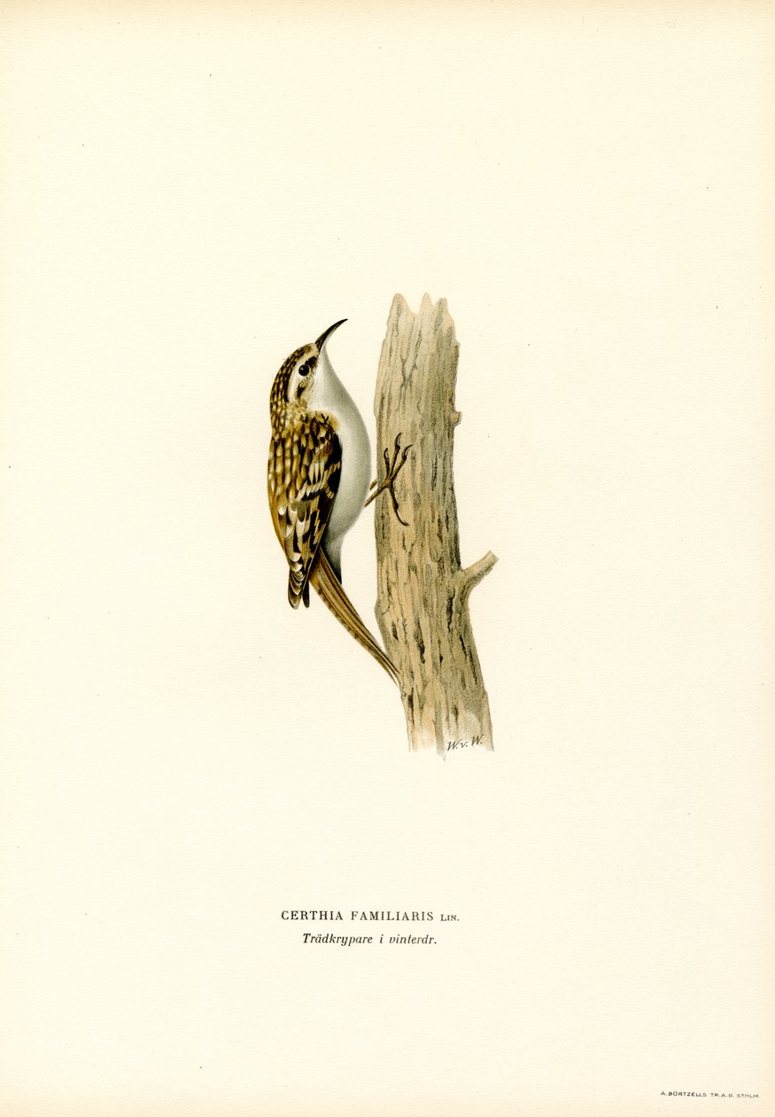 Almindelig trækrybning (farve litho) af Magnus Ferdinand and Wilhelm von Wright
