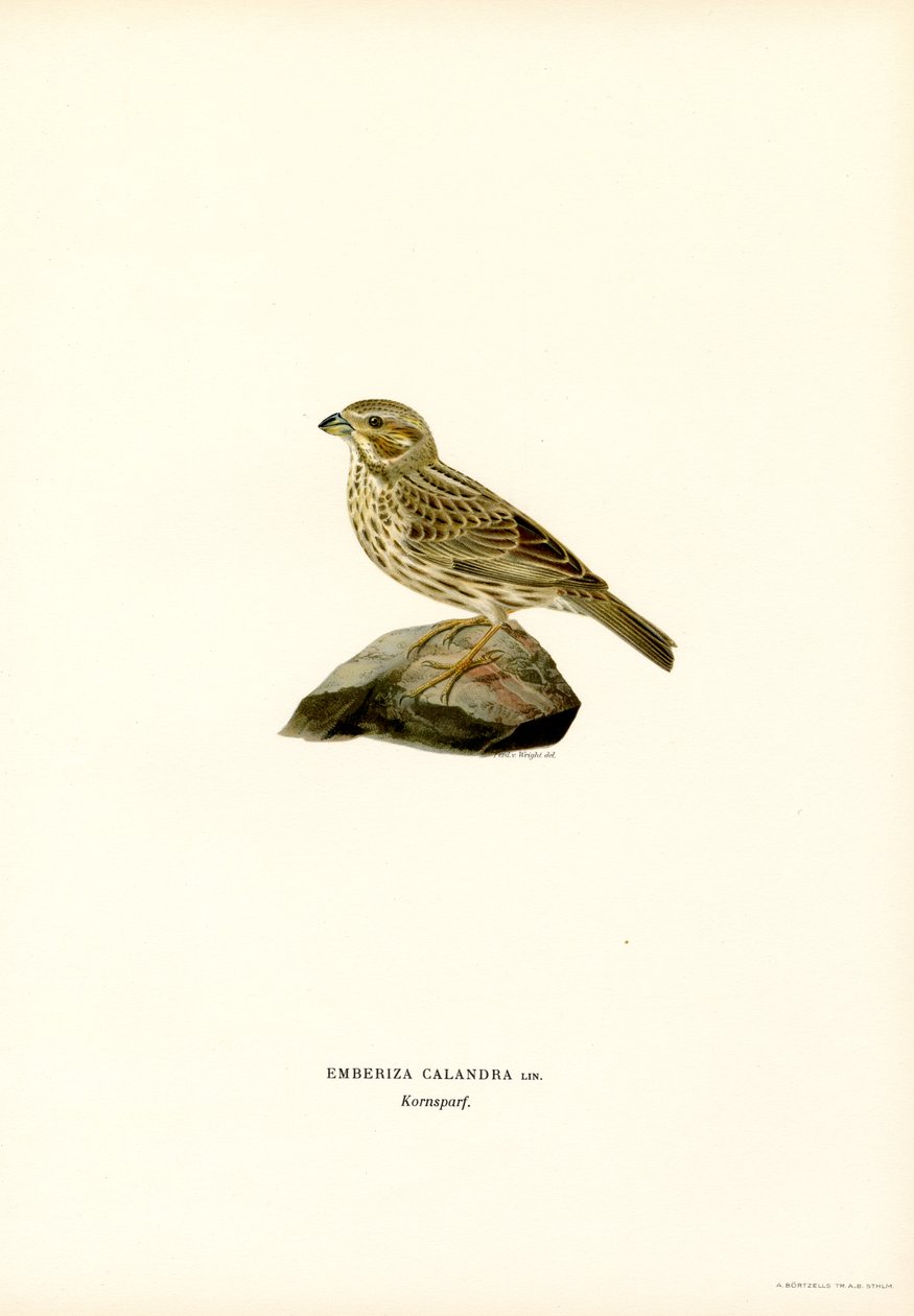 Majsspurv (farve litho) af Magnus Ferdinand and Wilhelm von Wright