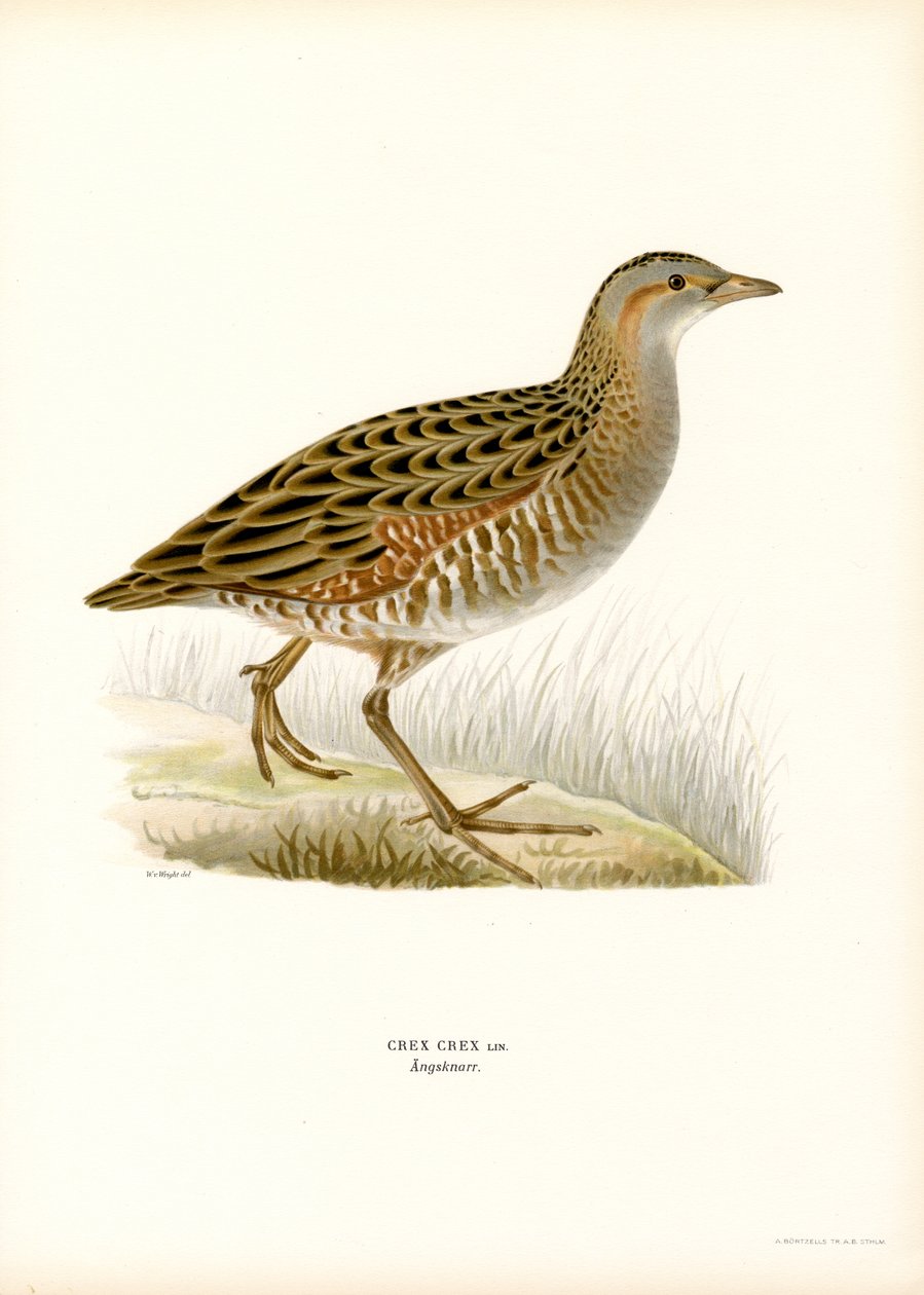 Corn Crake (farve litho) af Magnus Ferdinand and Wilhelm von Wright