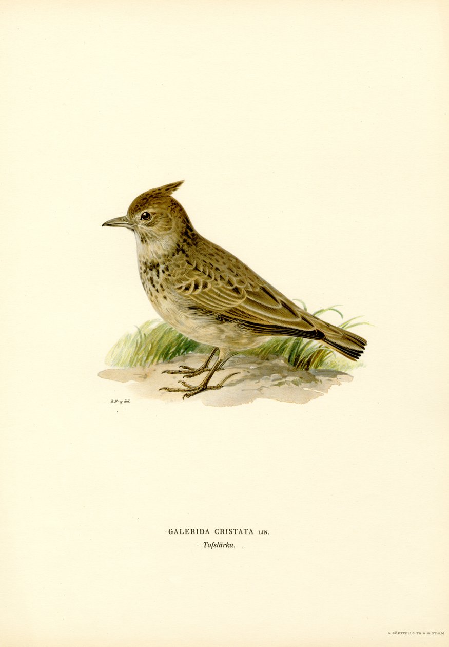 Crested Lark (farve litho) af Magnus Ferdinand and Wilhelm von Wright