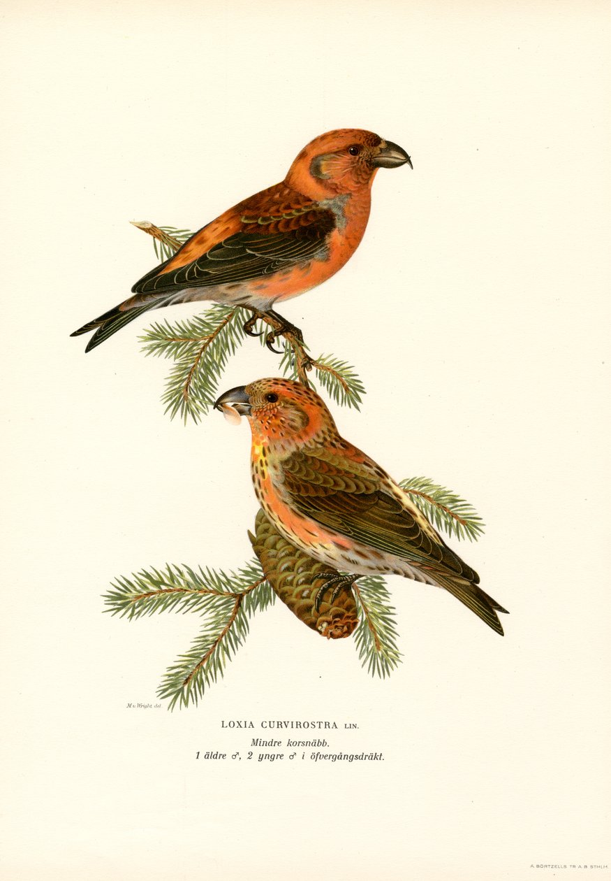 Korsnæb (farve litho) af Magnus Ferdinand and Wilhelm von Wright
