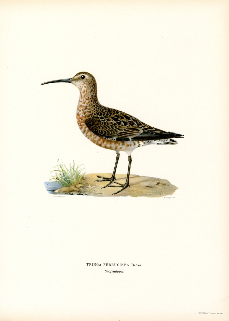Curlew Sandpiper (farve litho) af Magnus Ferdinand and Wilhelm von Wright