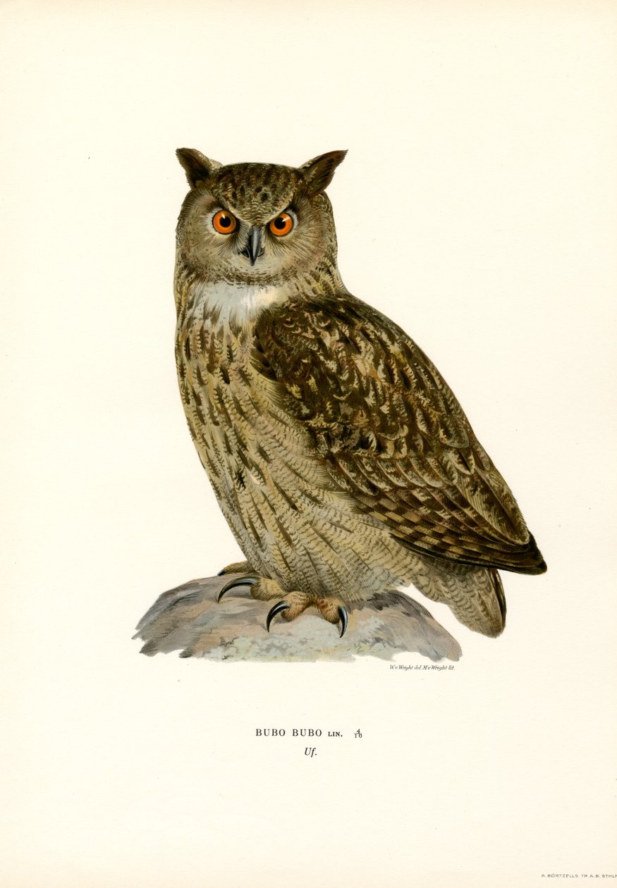 Ørneugle (farve litho) af Magnus Ferdinand and Wilhelm von Wright