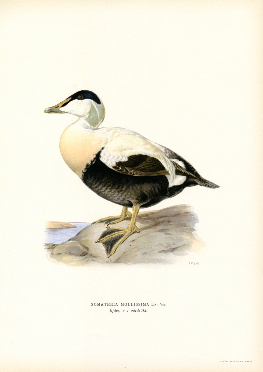 Edderfugl (farve litho) af Magnus Ferdinand and Wilhelm von Wright