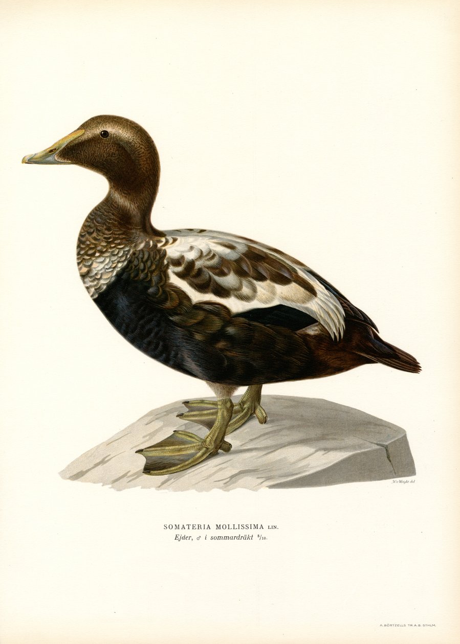 Edderfugl (farve litho) af Magnus Ferdinand and Wilhelm von Wright