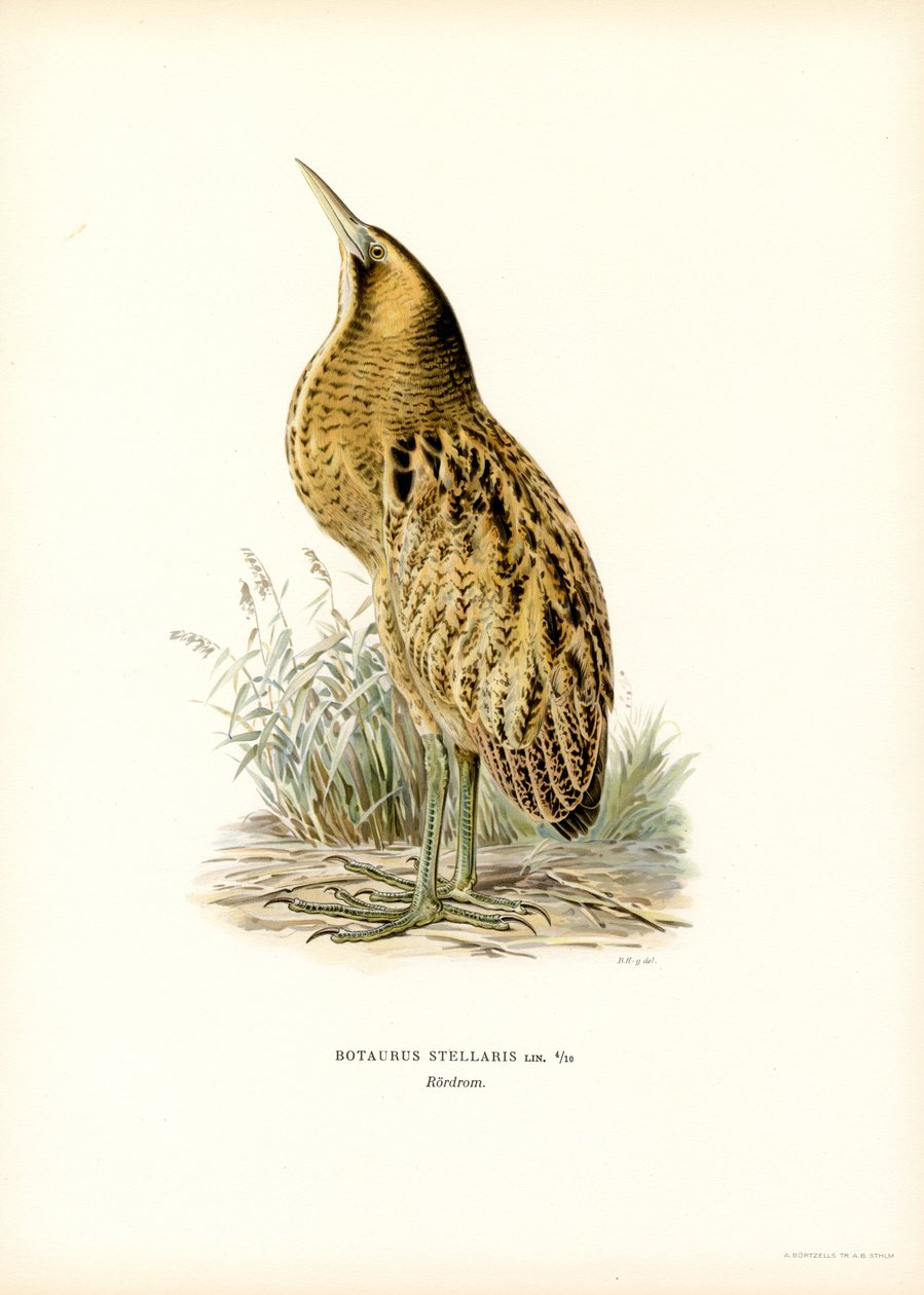 Eurasian Bittern (farve litho) af Magnus Ferdinand and Wilhelm von Wright