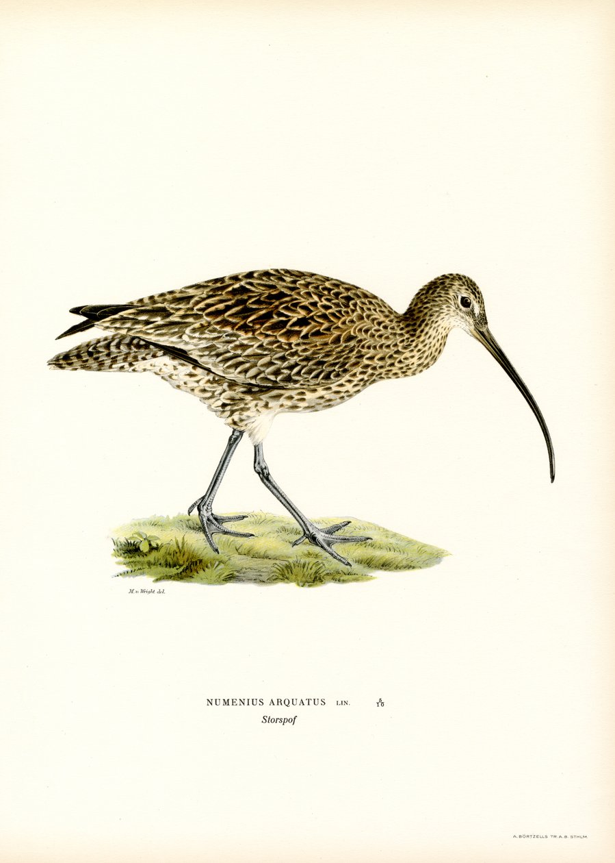 Eurasian Curlew (farve litho) af Magnus Ferdinand and Wilhelm von Wright