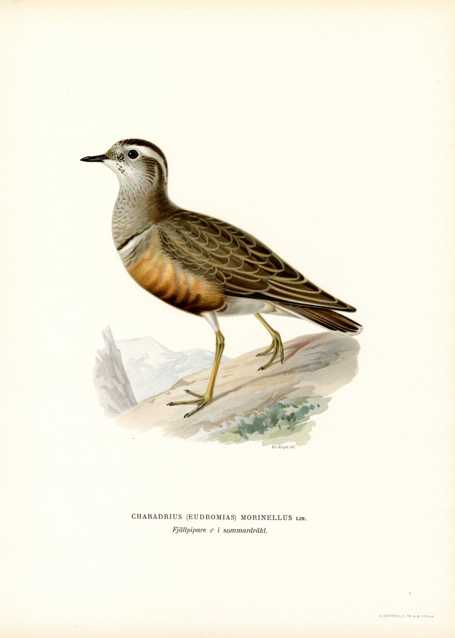 Eurasian Dotterel (farve litho) af Magnus Ferdinand and Wilhelm von Wright