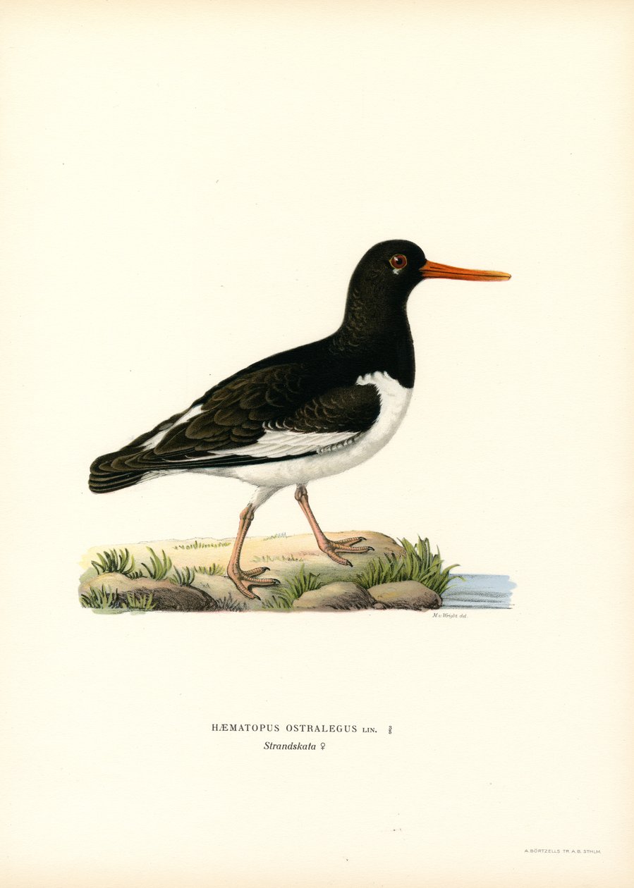 Eurasisk østersfanger (farve litho) af Magnus Ferdinand and Wilhelm von Wright