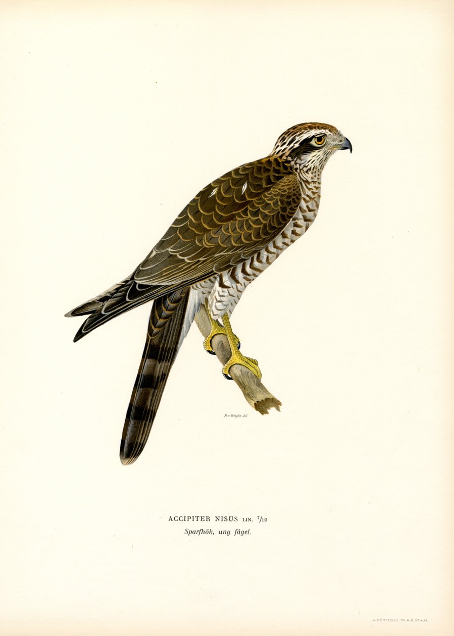 Sparrowhawk (farve litho) af Magnus Ferdinand and Wilhelm von Wright
