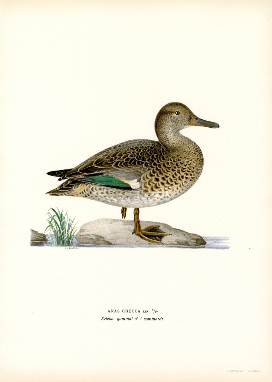 krikand (farve litho) af Magnus Ferdinand and Wilhelm von Wright