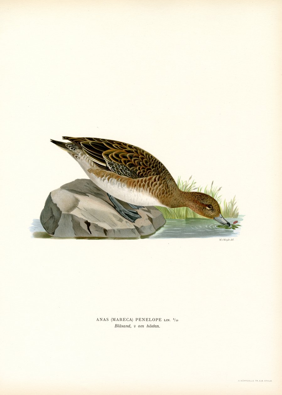Eurasian Wigeon (farve litho) af Magnus Ferdinand and Wilhelm von Wright