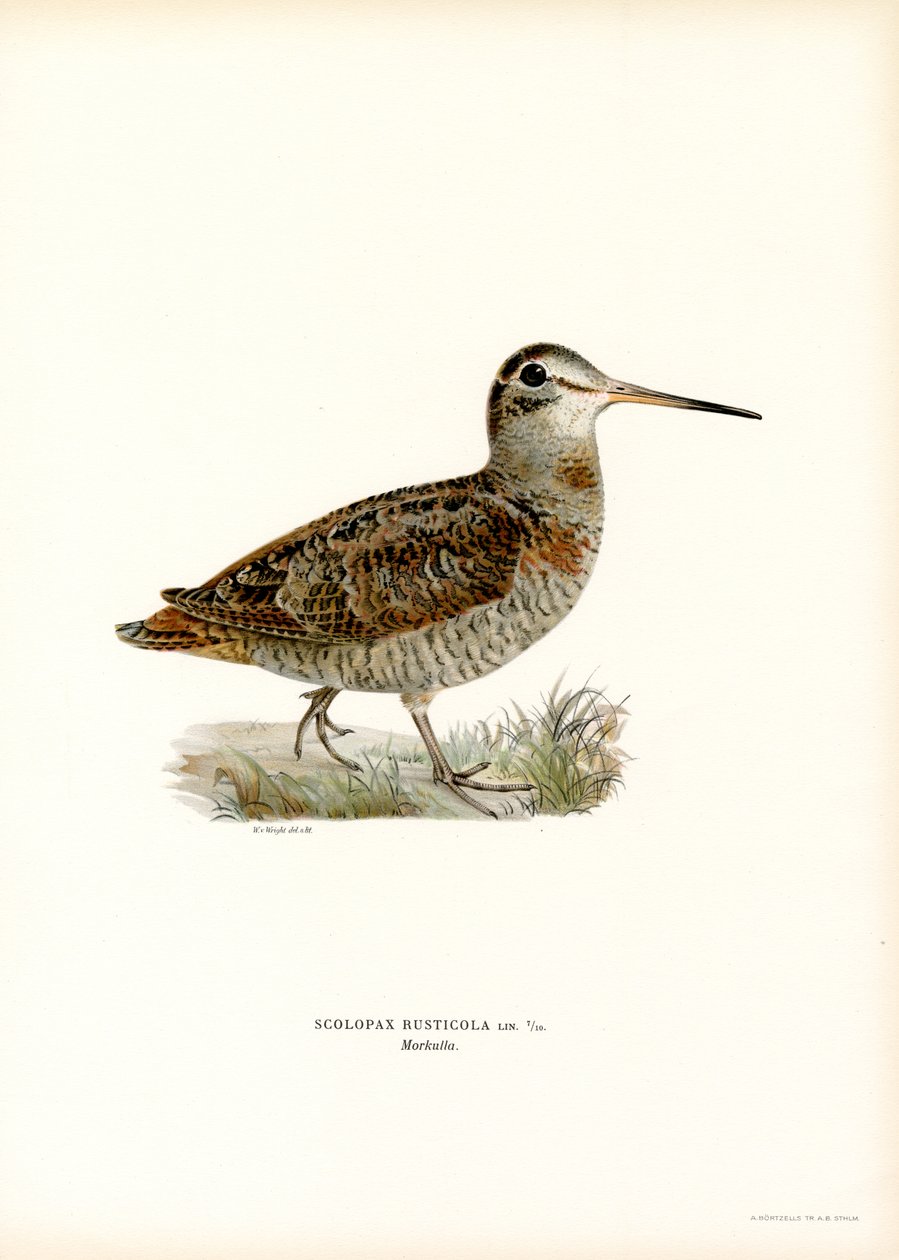 Eurasisk skovsneppe (farve litho) af Magnus Ferdinand and Wilhelm von Wright
