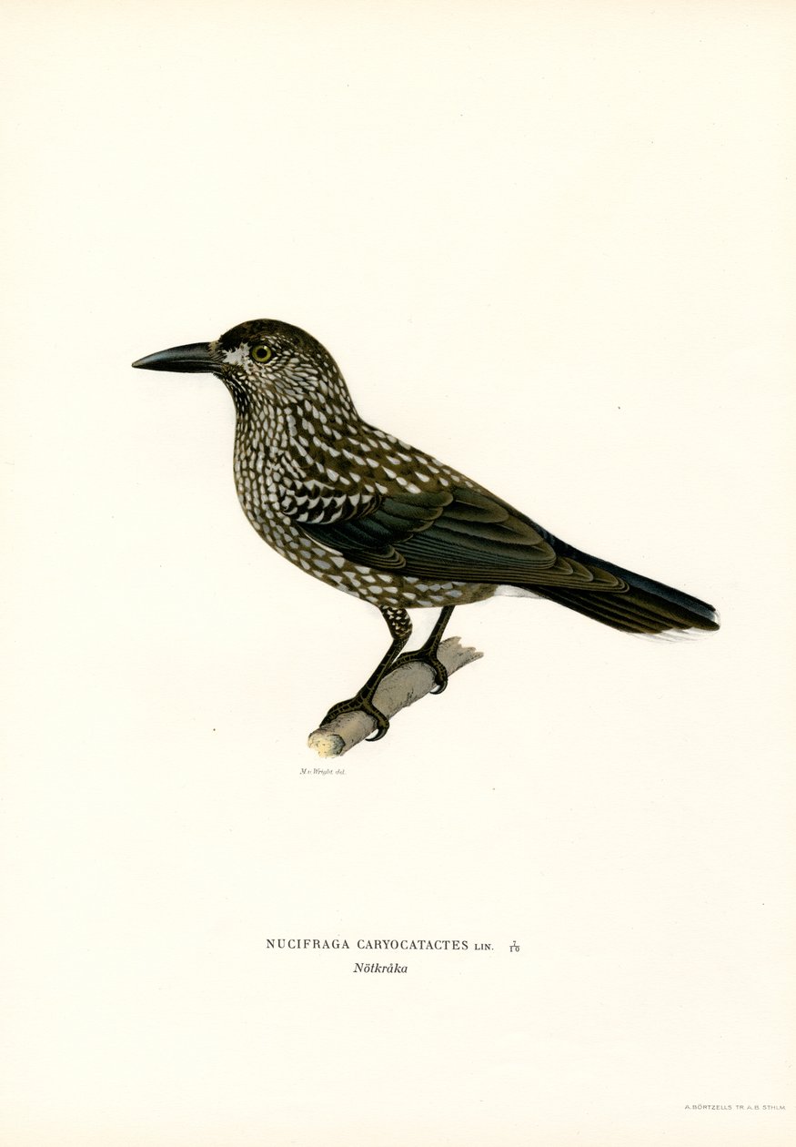 Eurasisk nøddeknækker (farve litho) af Magnus Ferdinand and Wilhelm von Wright