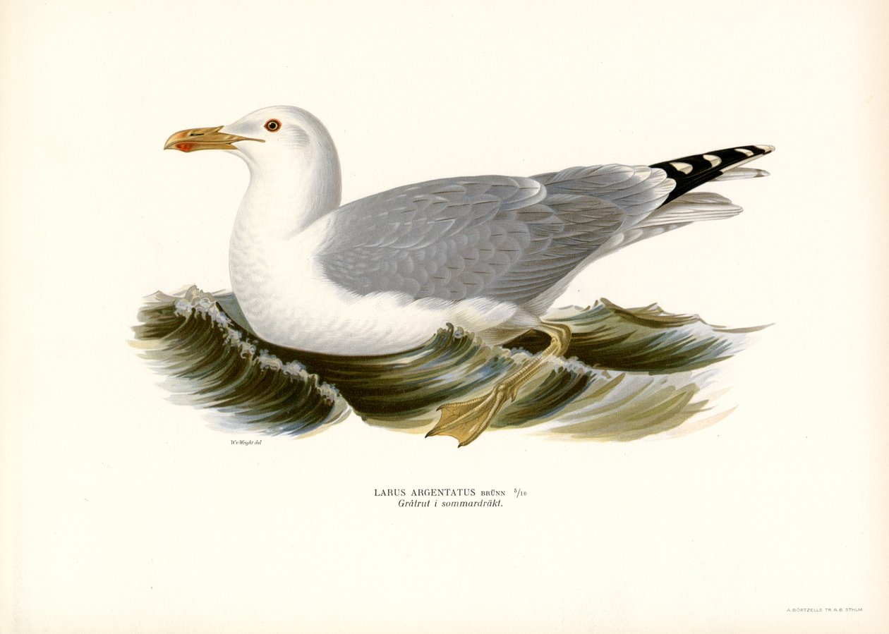 Europæisk sildemåge (farve litho) af Magnus Ferdinand and Wilhelm von Wright