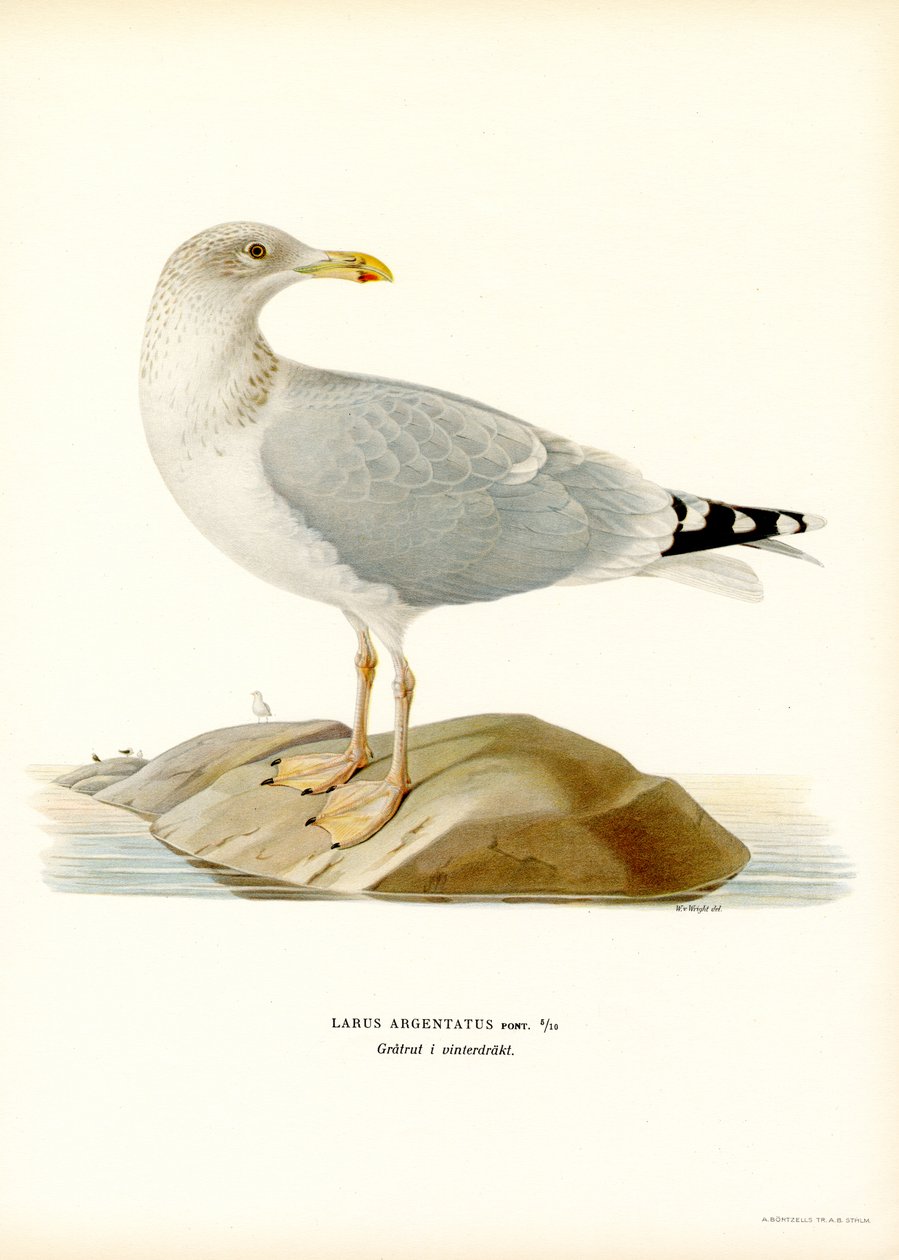 European Sild Gull (Color Litho) af Magnus Ferdinand and Wilhelm von Wright