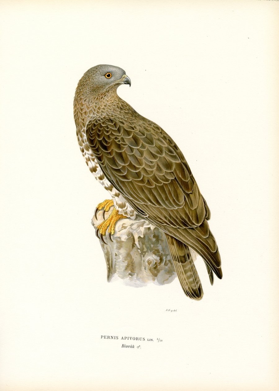 Europæisk honningvåge (farve litho) af Magnus Ferdinand and Wilhelm von Wright