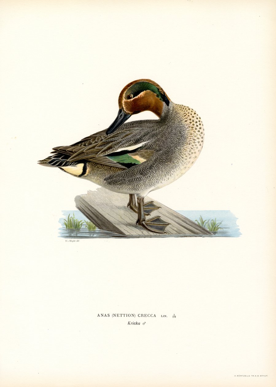 Europæisk blågrøn (farve litho) af Magnus Ferdinand and Wilhelm von Wright